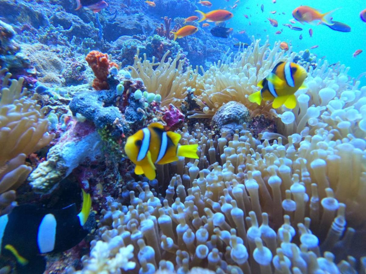 White Coral Rasdhoo Hotel Екстериор снимка